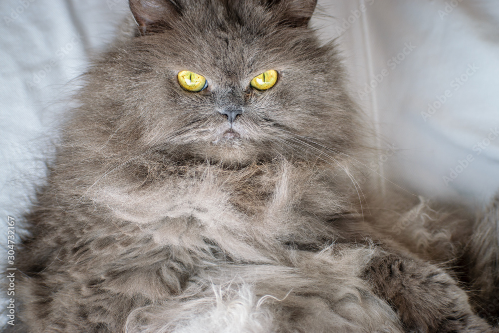 Persian Cat with Piercing Eyes