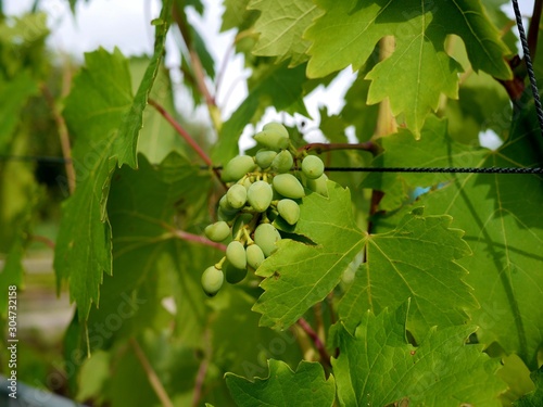 Photo of a green bunch of grapes on a grapevine attached to a trellis made of cord. Growing organic fruits/berries in a fruit garden. 
