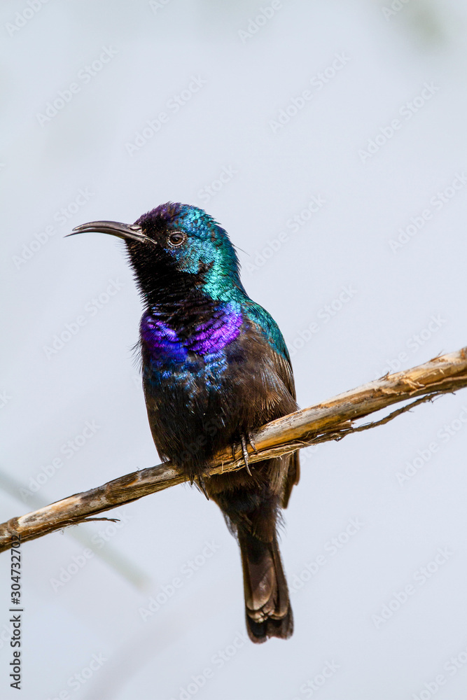 Naklejka premium kingfisher on a branch