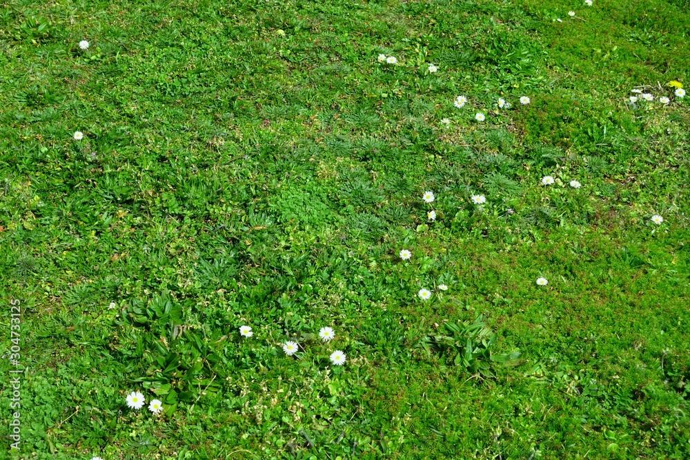 Green lawn with daisies