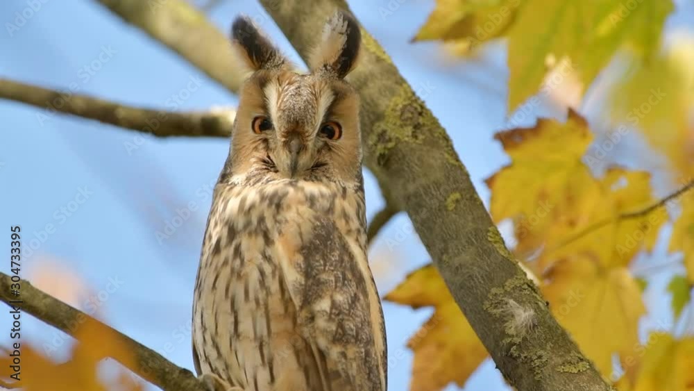 Long-eared owl (Asio otus) sitting high up in a tree with yellow colored leafs during a fall day. Slow motion clip at half speed Long-eared owl (Asio otus) sitting high up in a tree with yellow colored leafs during a fall day. Slow motion clip at half speed