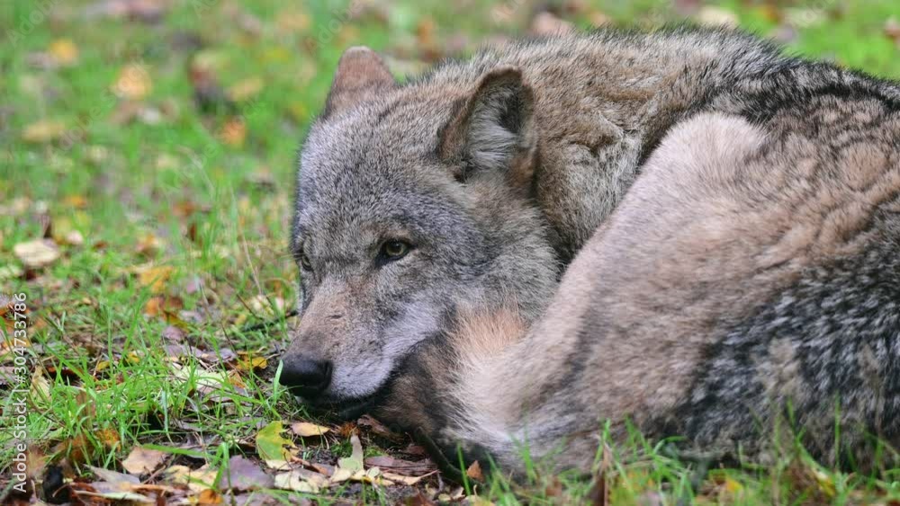 Wolf lie in the forest for resting, head portrait, autumn, germany, (canis lupus) Wolf lie in the forest for resting, head portrait, autumn, germany, (canis lupus)