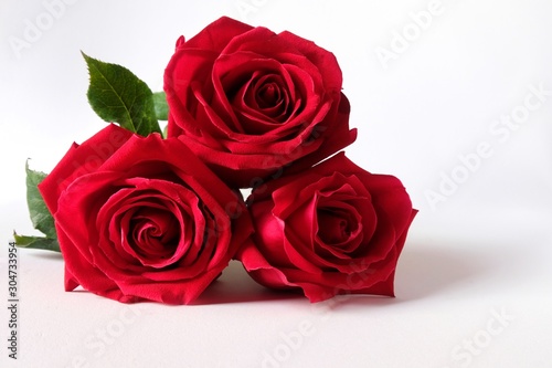 Isolated red roses on white background.