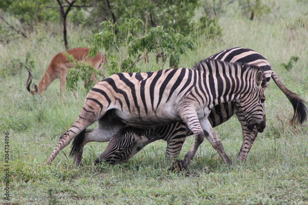 Naklejka premium fighting for dominance