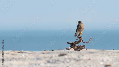 A Merlin Falcon perched on the beach with ocean in background.