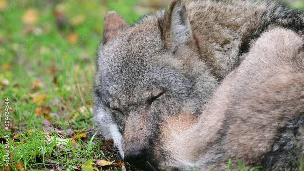 Wolf lie in the forest and sleep, head portrait, autumn, germany, (canis lupus) Wolf lie in the forest and sleep, head portrait, autumn, germany, (canis lupus)