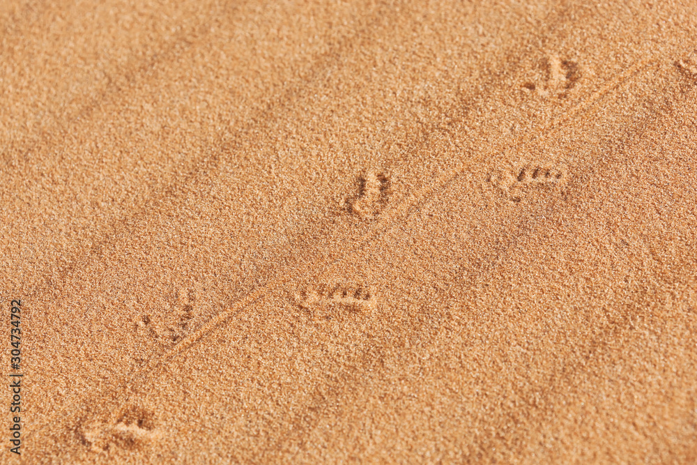 Lizard (Lacertilia) track in desert sand. Lizard (Lacertilia) track in desert sand.