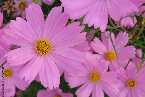 Pink cosmos flower blooming background.