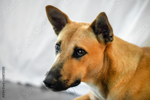 red dog mongrel looks  close-up  portrait