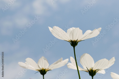 White cosmos flower blooming background.