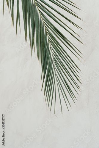palm leaves on white background