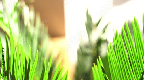 Cycas revoluta (sago palm, king sago, sago cycad, Japanese sago palm), is a species of gymnosperm in the family Cycadaceae, native to southern Japan , palm leaf details background with sunlight on it  photo