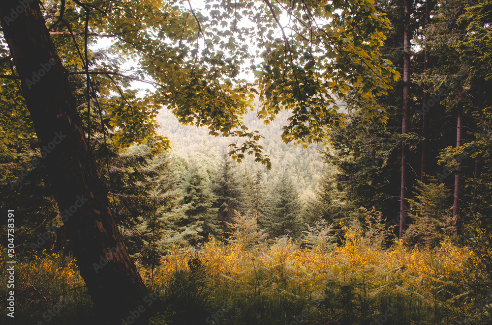 autumn in the forest