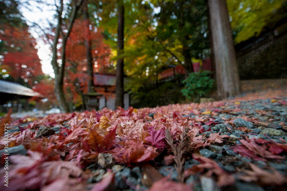 秋の鮮やかな紅葉の風景