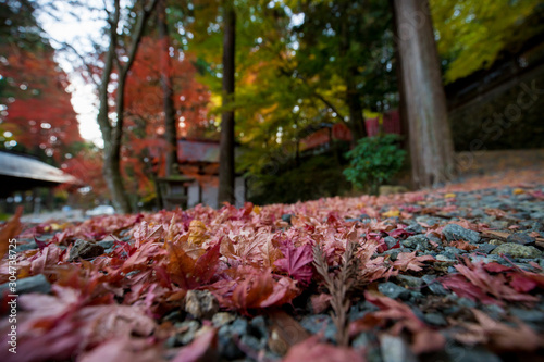 秋の鮮やかな紅葉の風景