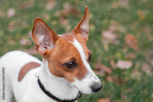 portrait of cute red dog jack russell terrier in autumn fall park