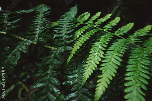 fern in forest © Ellie