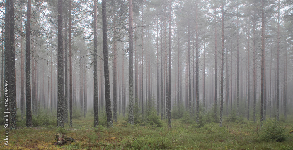 Obraz premium Pine forest in a foggy day 