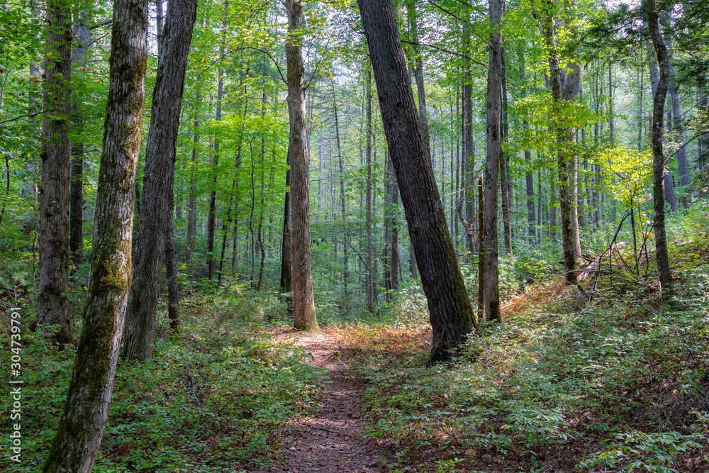 Naklejka premium A footpath in the forest with the sun shining through the trees, Great Smoky Mountains National Park, Tennessee