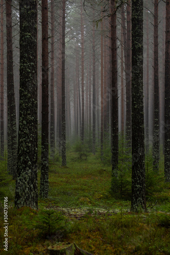 Pine forest in a foggy day  © Conny Sjostrom