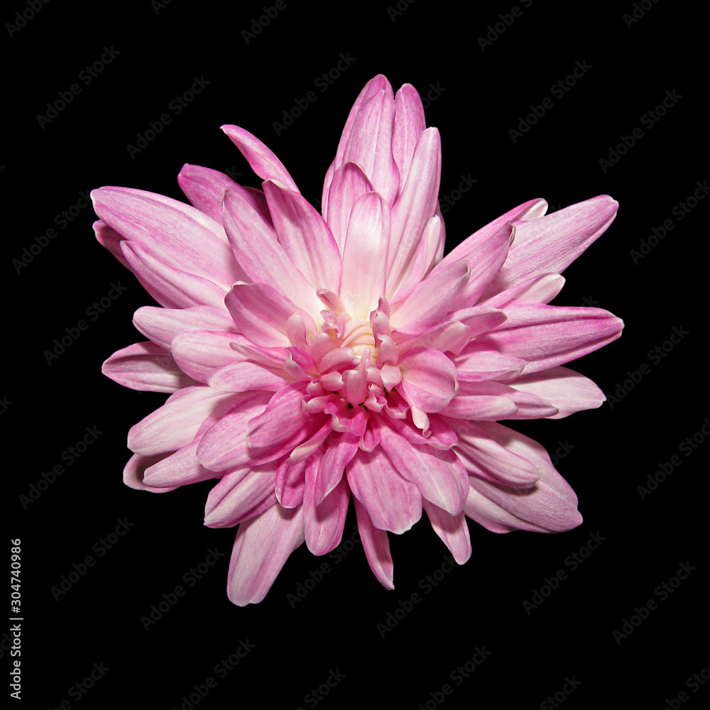 Beautiful pink chrysanthemum isolated on a black background Beautiful pink chrysanthemum isolated on a black background