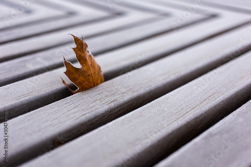 leaf from a tree lies on a blackboard