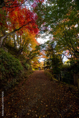 Fototapeta Naklejka Na Ścianę i Meble -  綺麗な鮮やかな紅葉の風景