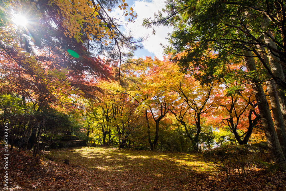 Naklejka premium 綺麗な鮮やかな紅葉の風景