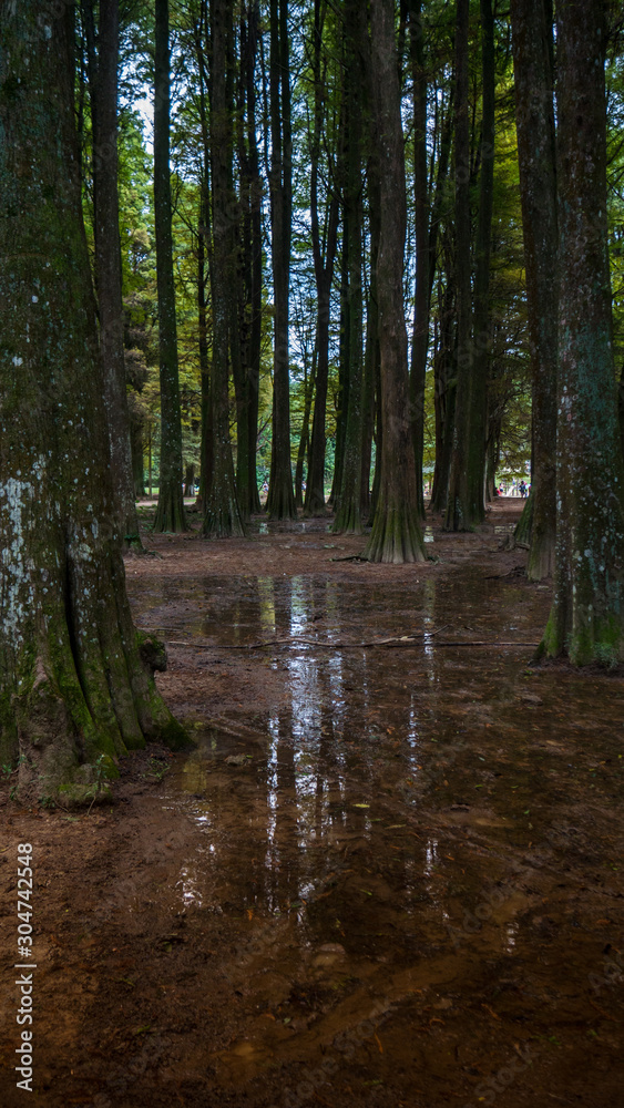 Obraz premium Bosque de arvores com reflexo de água