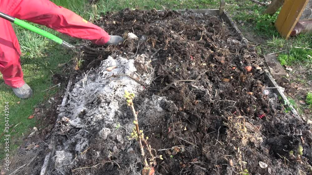 Gardener to dig and insert wood ash in compost heap soil with fork tool