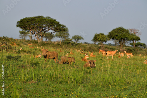 Fototapeta Naklejka Na Ścianę i Meble -  Ugandan antelopes and warthog at sunrise in Queen Elizabeth NP, Uganda.