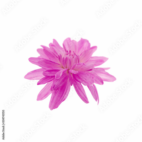 Beautiful pink chrysanthemum isolated on a white background
