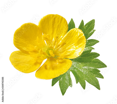 Butterblumen