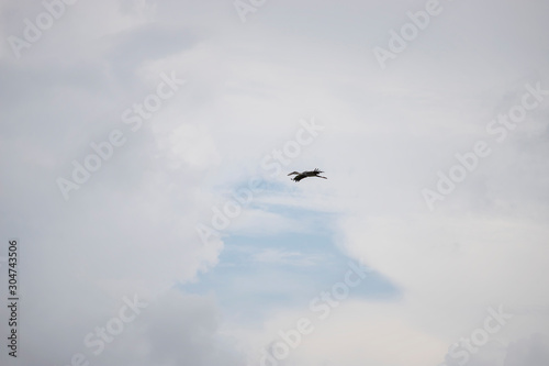 Birds flying in the sky