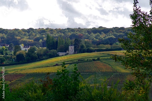 Vignes de champagne en automne