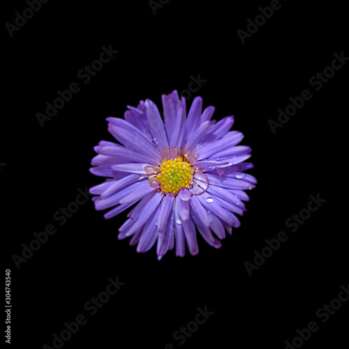 Beautiful purple chrysanthemum isolated on a black background