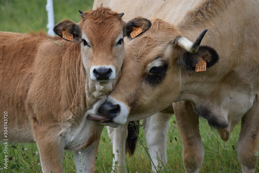 Vache Aubrac et son veau