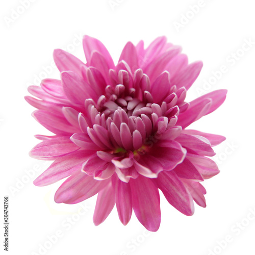 Beautiful pink chrysanthemum isolated on a white background