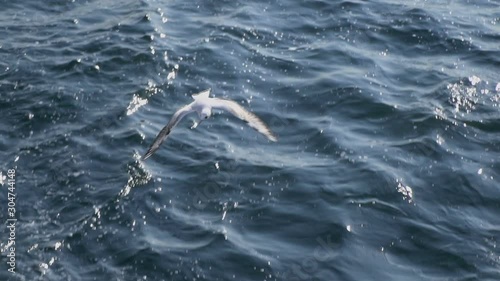 Seagulls are flying in slow motion from ferry at high angle view