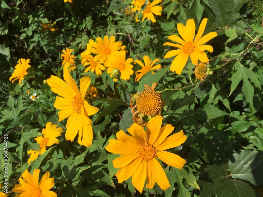yellow flowers in garden yellow flowers in garden