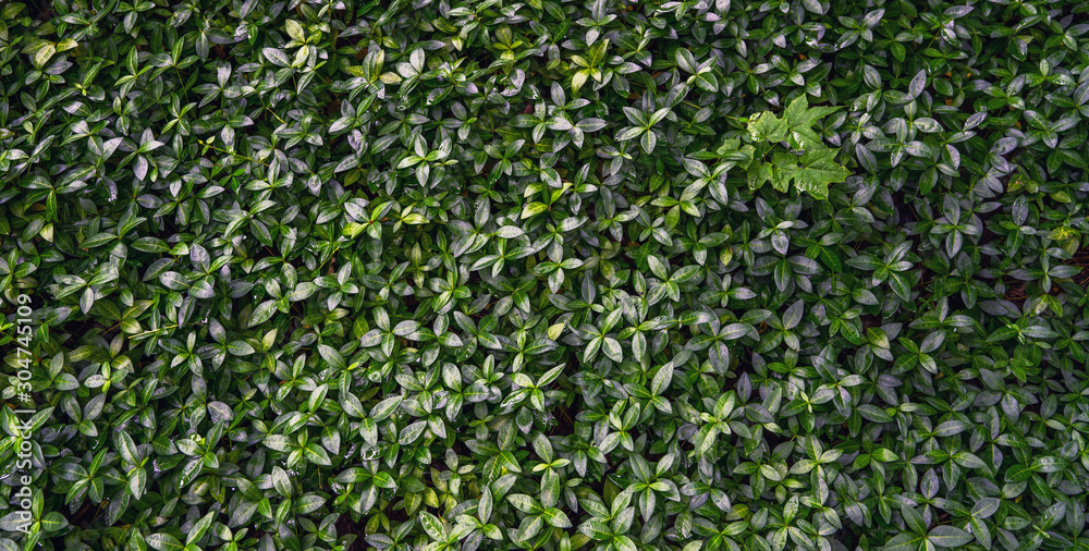 Green leaves pattern background. Natural background. Green leaves pattern background. Natural background.