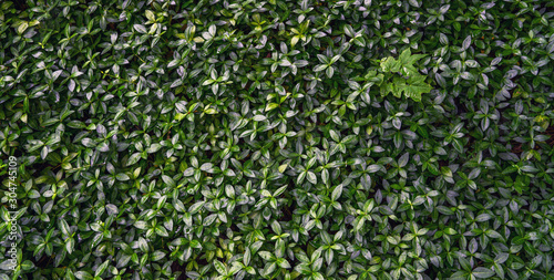 Green leaves pattern background. Natural background.