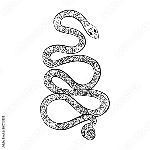 Vector illustration. Hand drawn realistic sketch of western diamondback rattlesnake, isolated on white background
