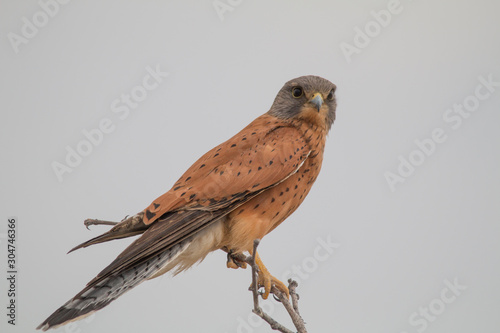 Bild auf Leinwand Rock kestrel sitting in a tree, Etosha national park, Namibia, Africa