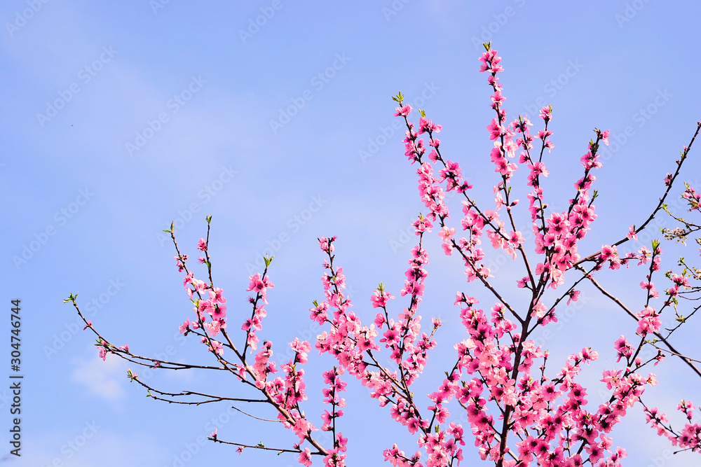 Blossom sakura flowers tree isolated against of clear blue sky. Blossom sakura flowers tree isolated against of clear blue sky.
