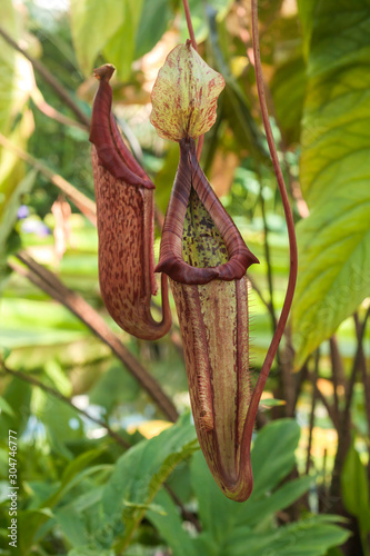 Nephentes pitcher plant in exotic garden photo