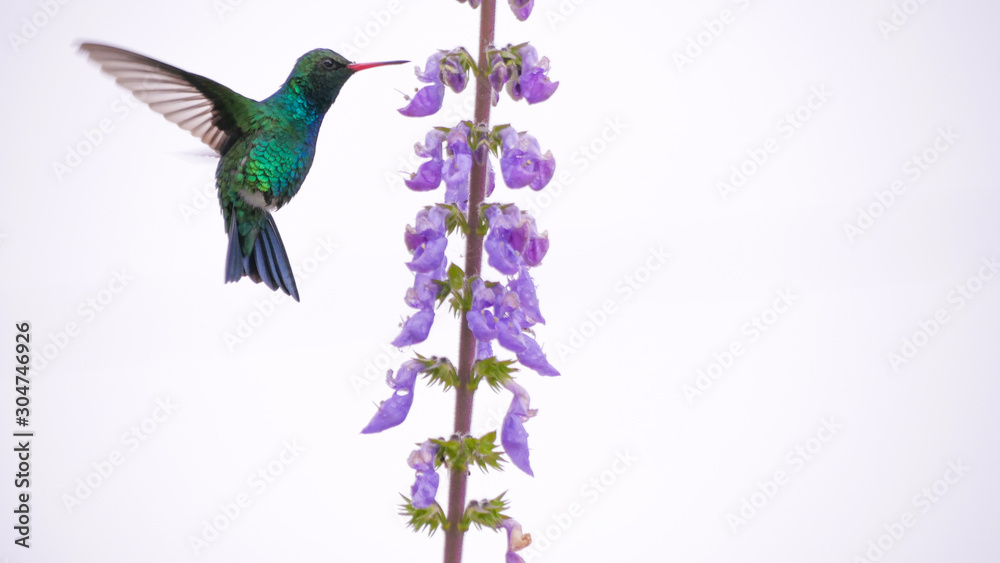 Obraz premium Beija flor voando na flor