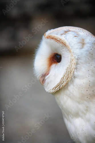 Snowy owl, barn owl - bird of prey – with hook beak and tan and white feathers. Predator, a wild hunter. 