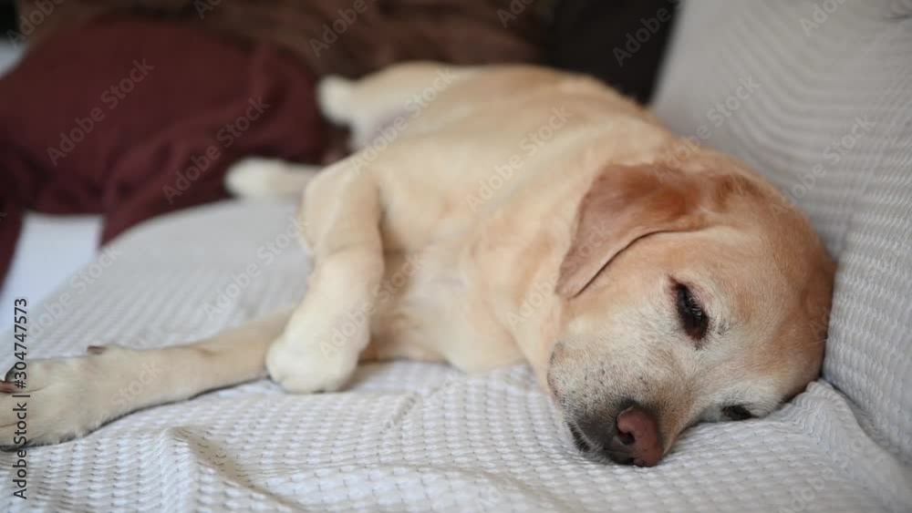 Labrador retriever lying on sofa and try sleep Labrador retriever lying on sofa and try sleep