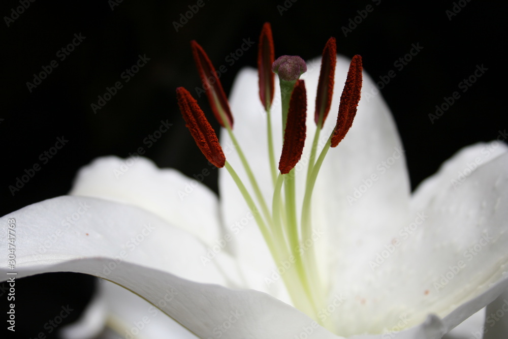Obraz premium lily on black background